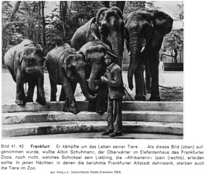 Zoowrter Albin (oder Armin?) Schuhmann mit
                        seinen Elefanten, darunter Ipani, 1941 ca.