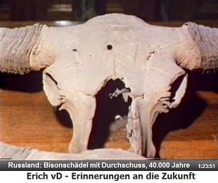 Russland: Ein 40.000 Jahre alter Bisonsch�del
                  weist ein Einschussloch eines Projektils auf - es
                  waren Ausserirdische