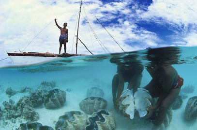 Kiribati, cosecha de conchas gigantes del
                      mar