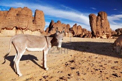 Montañas Tassili en Argelia del Sur,
aquí con un burro Montañas Tassili
en Argelia del Sur, aquí con un burro
