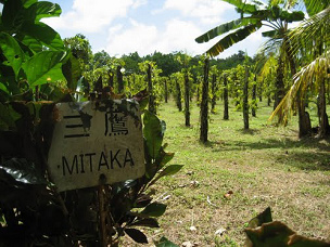 Isla de
Pohnpei, jardín de pimienta Isla
de Pohnpei, jardín de pimienta