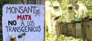 Monsanto mata - no a
                transg�nicos -- Monsanto ist t�dlich - NEIN zu
                transgenen Pflanzen - Mexiko 27. August 2014