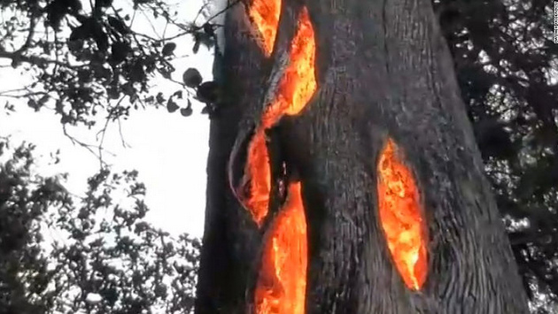 Falscher "Waldbrand" mit
Laserwaffen: Ein Baum von vielen brennt von
innen heraus Falscher
"Waldbrand" mit Laserwaffen: Ein
Baum von vielen brennt von innen heraus