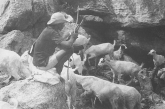 Eritrean retreat area: Goat herd