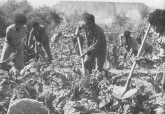 Eritrean retreat area: Gardening