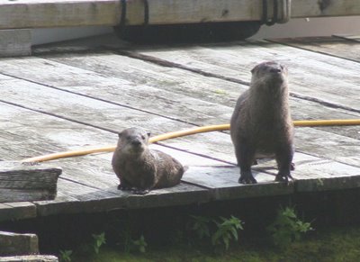 Otter in Ocean Falls, Gebiet
                                    der Heiltsuk-Nation