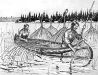 Prim�rnation der Ojibwa, Kanu und wilder
                          Reis