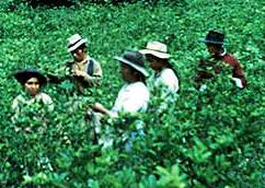 Kokaernte in Peru