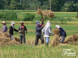 northern
Thailand, agriculture northern Thailand, agriculture