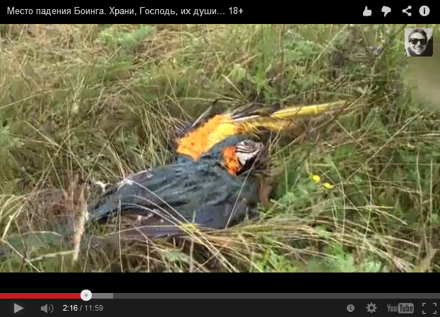 Why is there a parrot dead in the grass?