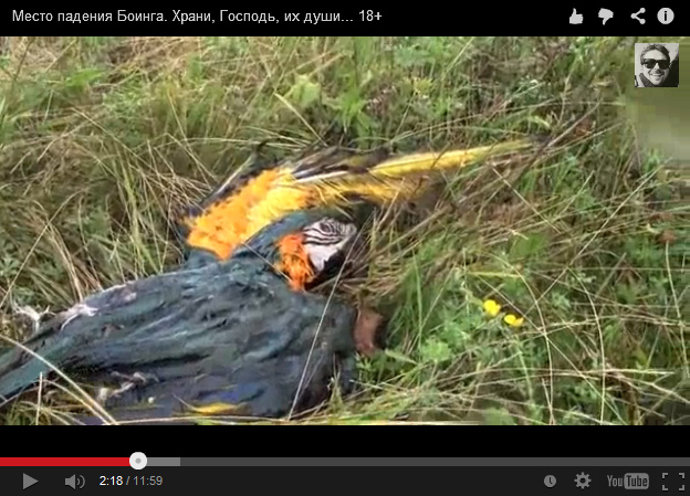 Why is there a parrot dead in the grass? -
                        zoom - is this a mafia code?