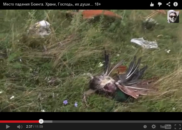 Dead bird with broken feathers in the grass
                        - is this a mafia code?