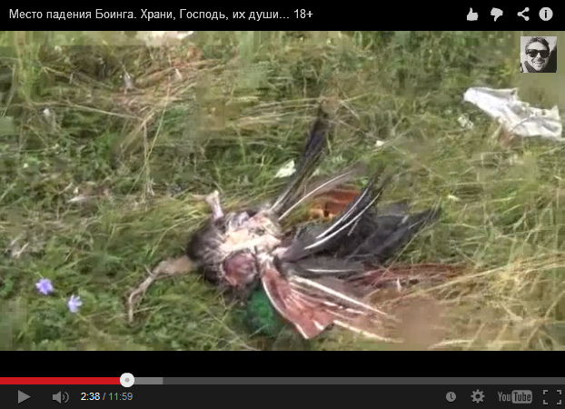 Dead bird with broken feathers in the
                        grass, zoom