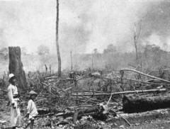 Indonesien:
                          Waldrodung f�r neue Ackerfl�chen
                          "ladang" 1930-er Jahre ; Palembang
                          Indodnesia