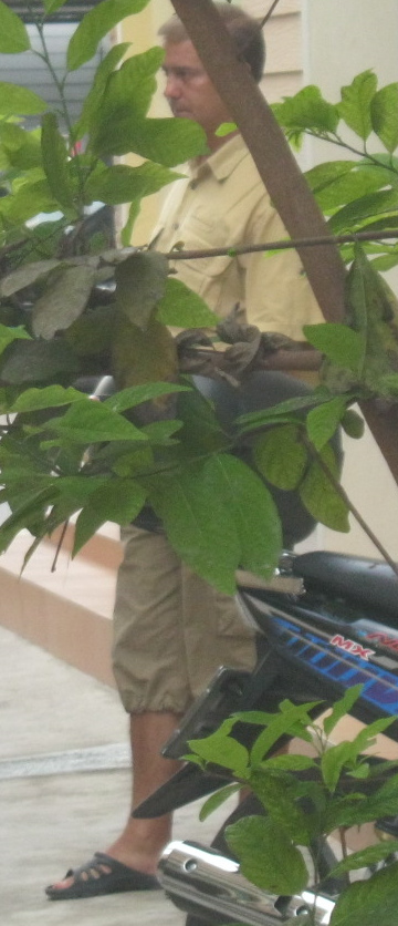 Ein
                            krimineller schweizer oder deutscher Spion
                            hat sich hinter dem Baum postiert,
                            22.3.2014, Nahaufnahme Ein
                            krimineller schweizer oder deutscher Spion
                            hat sich hinter dem Baum postiert,
                            22.3.2014, Nahaufnahme