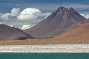 Desierto de Atacama (22): vicuas
                                  en la llanura con el volcn Pili
                                  (6,046 m.s.n.m.) [27]