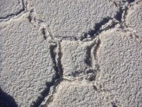 "Paisajes lunares" en
                                  Chile: salar de Atacama (05):
                                  formacin de sal como celdillas,
                                  primer plano [80]