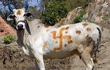 Swastika (Hakenkreuz) als Glcksbringer bzw. Verheissung auf einer Kuh aufgemalt, Indien