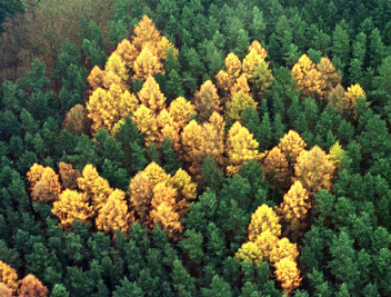 Drittes Reich: Hackenkreuz (Kackenkreuz, Hakenkreuz) im Wald mit Lerchen im Tannenwald: Zernikow und bei Asterode