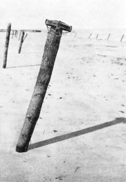 Rommel-Spargel