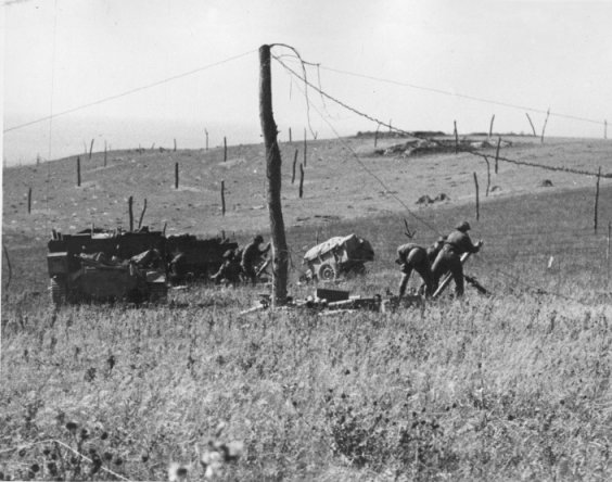 Rommelspargel auf einer
Weide in Éscalles bei Calais 1944 Rommelspargel auf einer Weide in
Éscalles bei Calais 1944