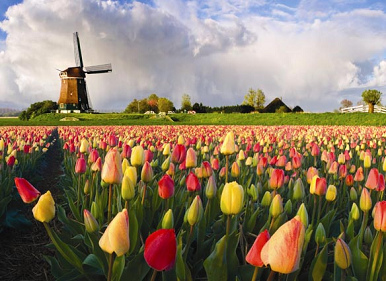 Tulpenfeld mit Windm�hle