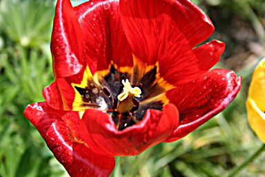 Tulpenbl�te 02