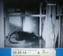 NS-Film "Kampfstoffe" 05, der
                          Affe im Glaskfig fllt in Totenstarre um