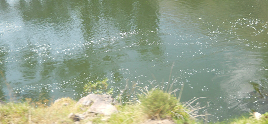 El
                      ro Urubamba contaminado con los desages de Cusco
                      01, la cloaca de Cusco - vista de cerca de la
                      espuma, la cloaca de Cusco