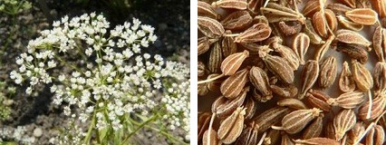 Medicina natural de la Madre Tierra
                  con ans: masticar 3 veces al da semillas de ans
                  cura el dolor menstrual en 1 mes - las hormonas
                  femeninas son equilibradas