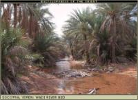 Socotra, Wadi, river with palms