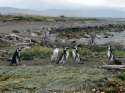 Patagonian penguins