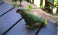 Orinoco River delta, parrot