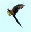 Ara parrots