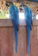 Orinoco River, ara parrots
