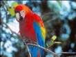 Orinoco, Venezuela : Indiowelt:
                              Papagei / loro / papagayo / parrot: Roter
                              Ara / red ara / ara rojo