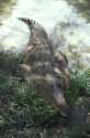 Orinoco delta, river crocodile