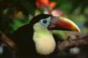 Orinoco delta, a young toucan