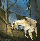 A horse is in a big noose taken to
the water, later it will be taken to the
quay of the port A horse is
in a big noose taken to the water, later it
will be taken to the quay of the port