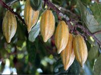 Cacao pods (fruits) on a cacao tree Cacao pods (fruits) on a cacao tree