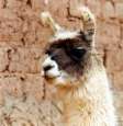 Lama in Cusco
