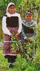 Mapuche women in today's
                              Chile