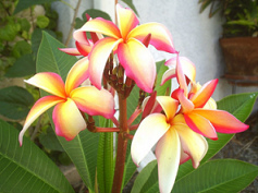 Hawaii,
Blumen mit strahlenden Farben Hawaii, Blumen mit
strahlenden Farben
