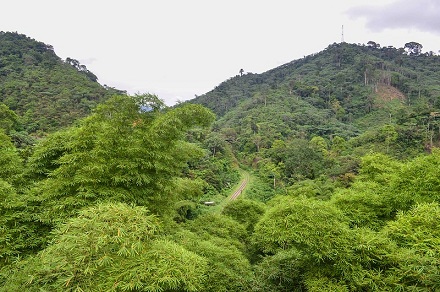 Mayombe (Frz.-Kongo):
                      Urwald-Berge mit der Eisenbahntrasse