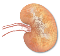 Esquema de un
riñón - Fracaso renal (lupus nefritis) es
diverso según los grupos sanguíneos, y es
curable con dieta de grupo sanguíneo. Esquema de un riñón
- Fracaso renal (lupus nefritis) es diverso
según los grupos sanguíneos, y es curable con
dieta de grupo sanguíneo.