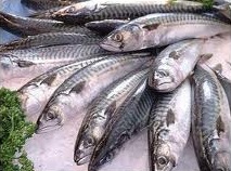 Peces Peces