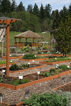 Universidad Bastyr
en Seattle, el huerto Universidad Bastyr
en Seattle, el huerto