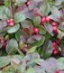 Die
                        Rebhuhnbeere (Mitchella repens) reguliert die
                        weiblichen Hormone (Menstruationsstrungen und
                        Klimakteriumsymptome)