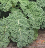 viel
                        Vitamin A, z.B. in Grnkohl