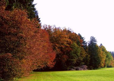 Ein Waldrand in Mitteleuropa im Herbst
ist das beste Beispiel für Farben, die durch das
Licht verschieden dargestellt sind Ein Waldrand in Mitteleuropa im
Herbst ist das beste Beispiel für Farben, die
durch das Licht verschieden dargestellt sind